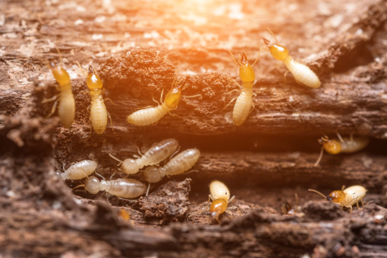 7 Signs Your Home Has Termites - PestControlExperts.com