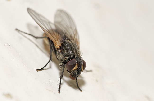 Flies in WInter