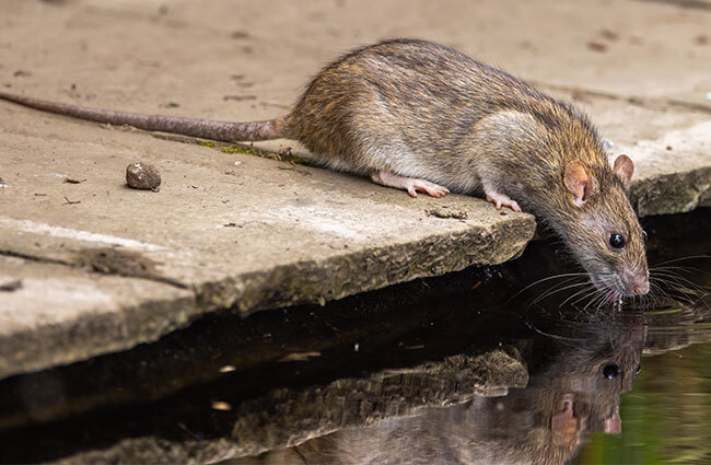 Norway rat differences