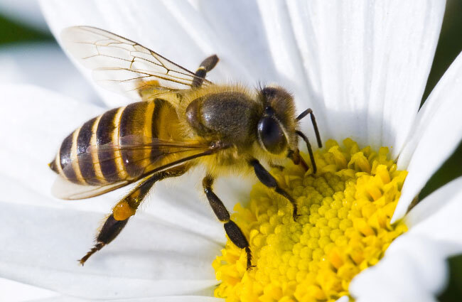 differences between bees and wasps