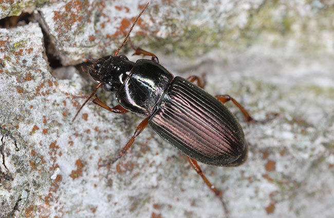 Differences between beetles-ground beetle