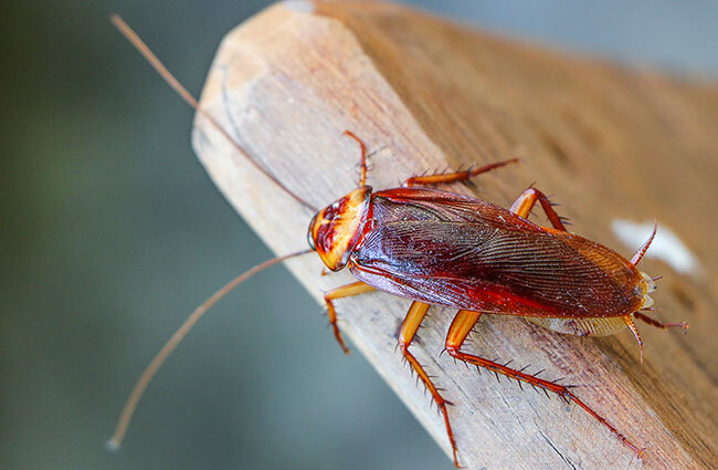 differences between cockroaches and june bugs