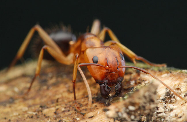 Life Cycle of Carpenter Ants